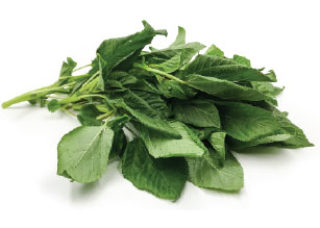 Molokhia